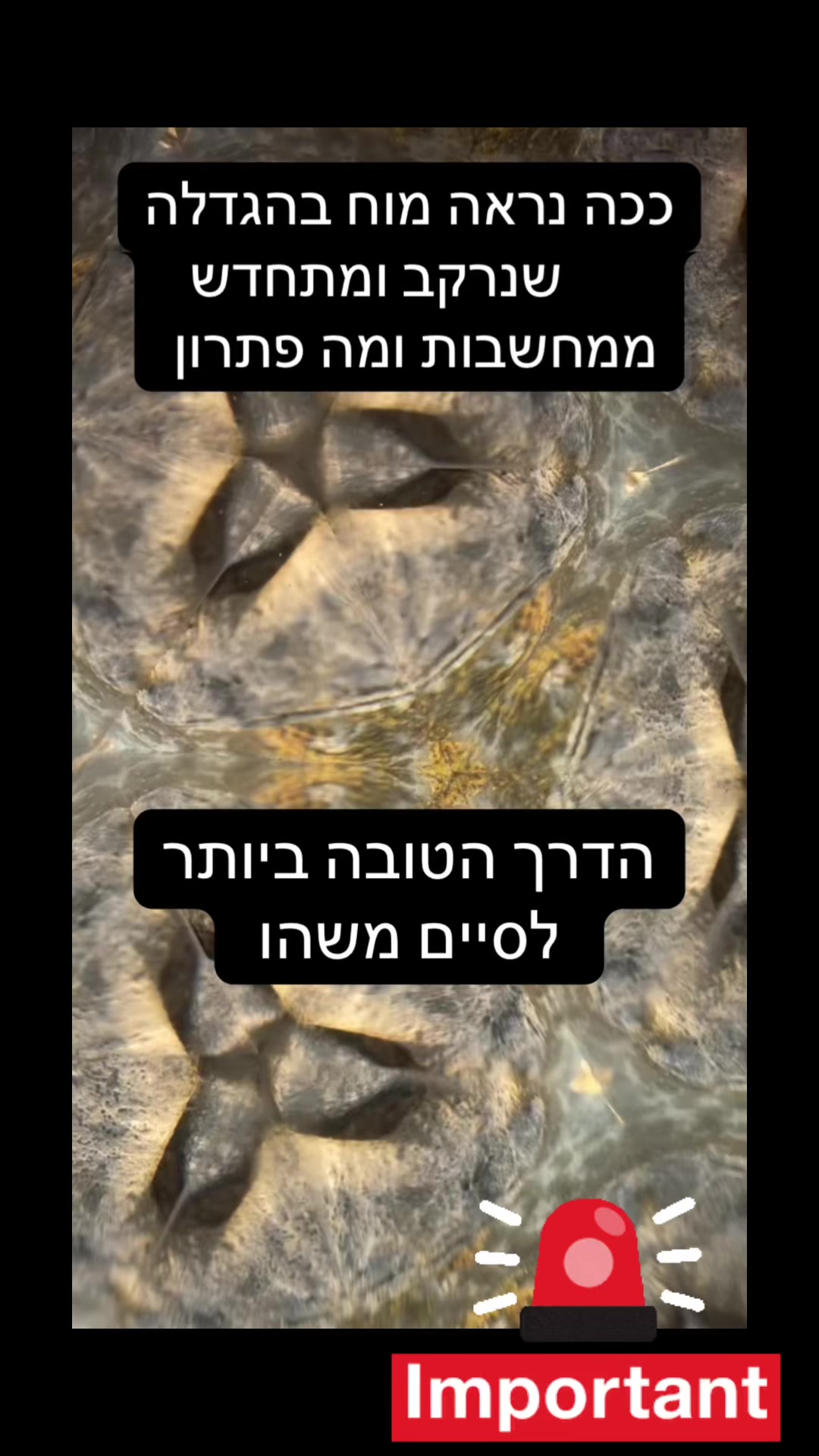 @eyal266