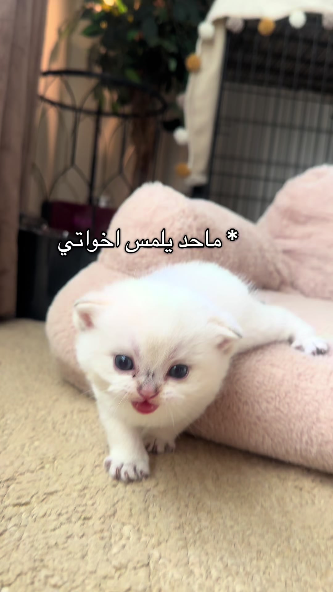@الديموزيل ✨
