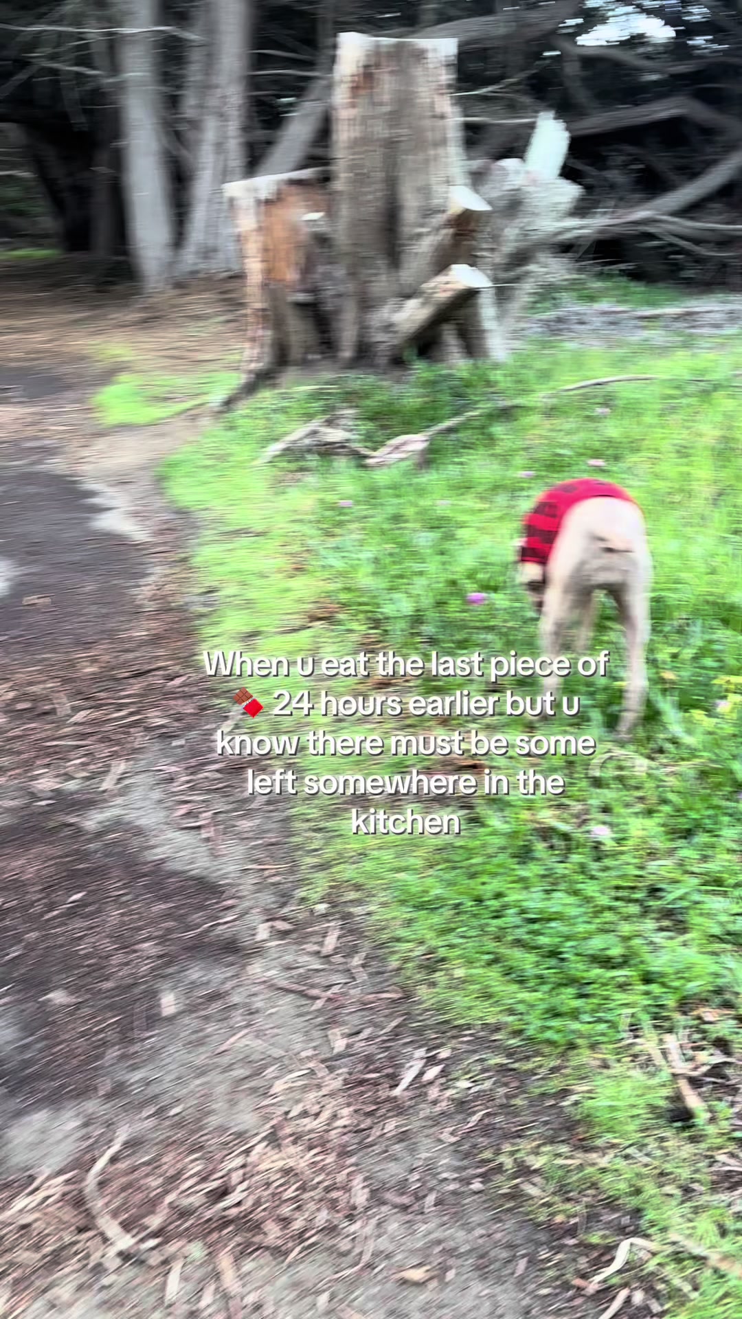 @AgelessDogMomFinds