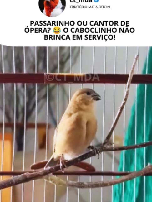 @@ct_mda