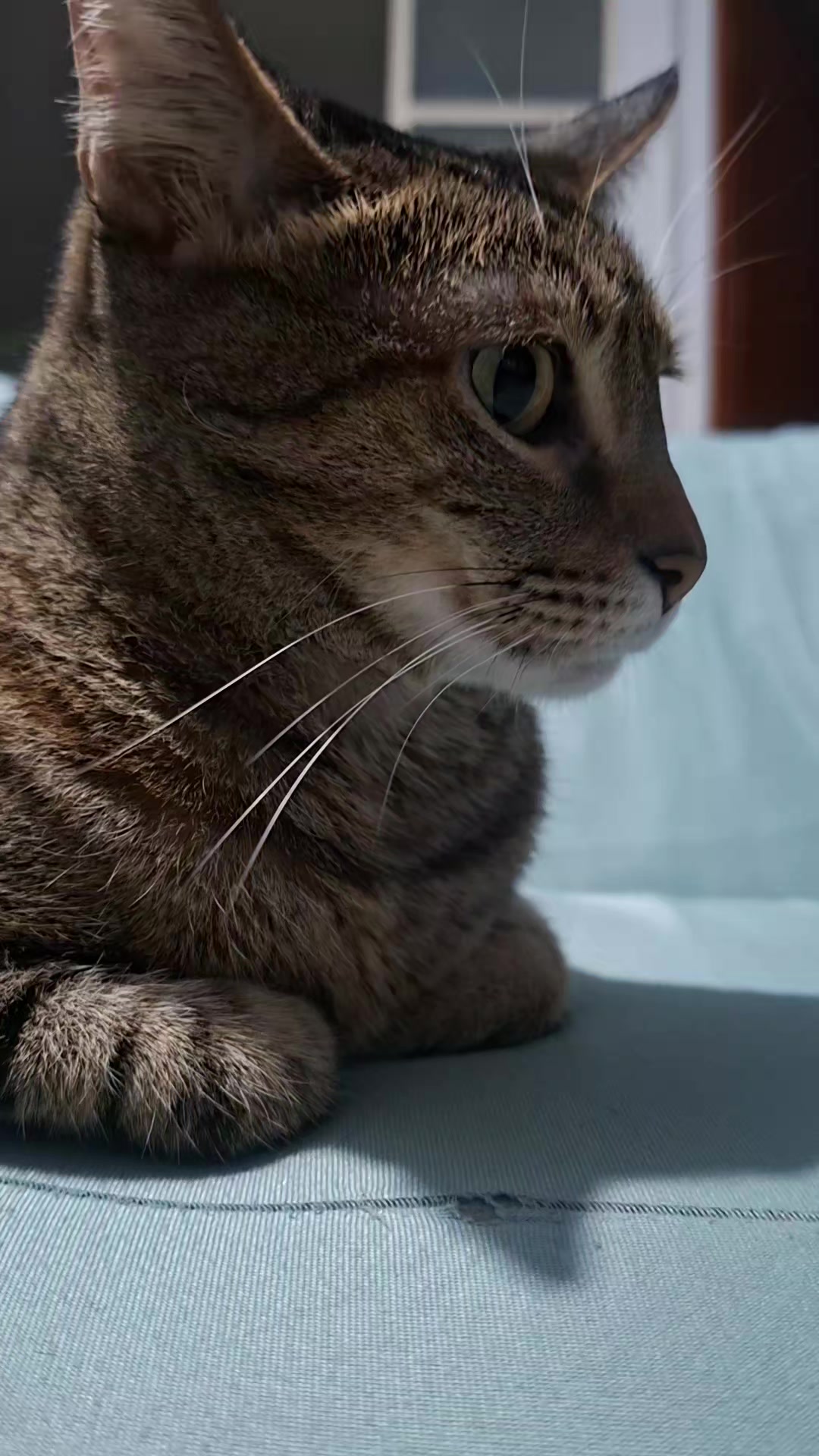 @KAI 🐈 Y LUA🐈⬛