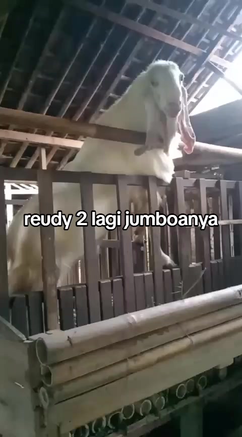 @SAM R.J.F