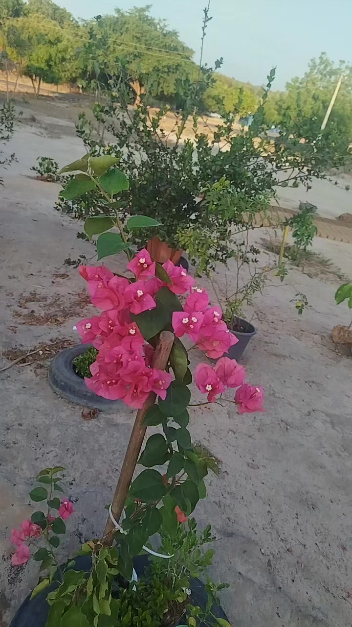 @Rosa De Sá