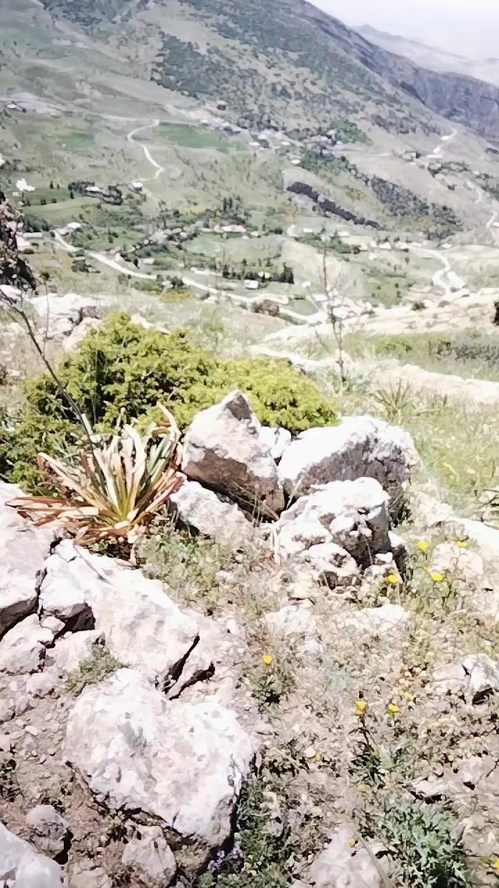 @جمال بالعباسي