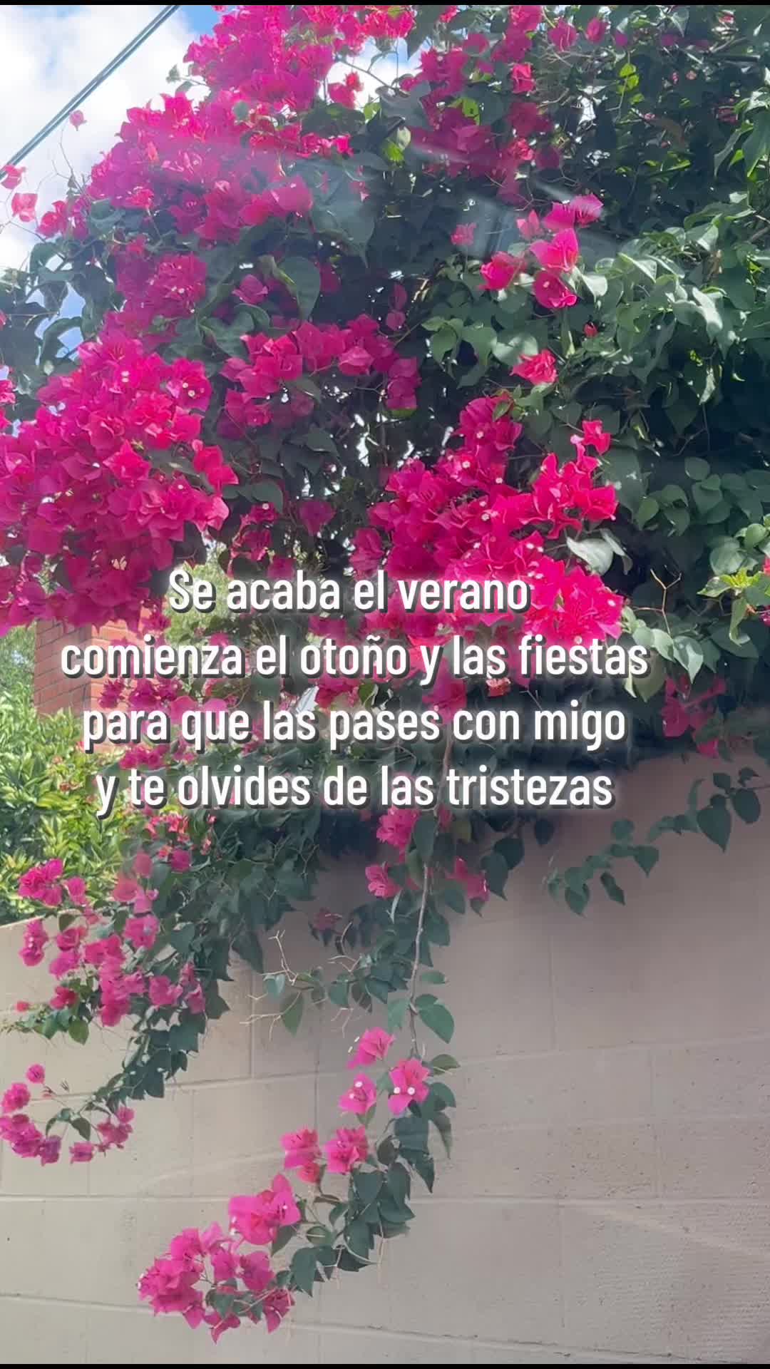 @Zamara rose