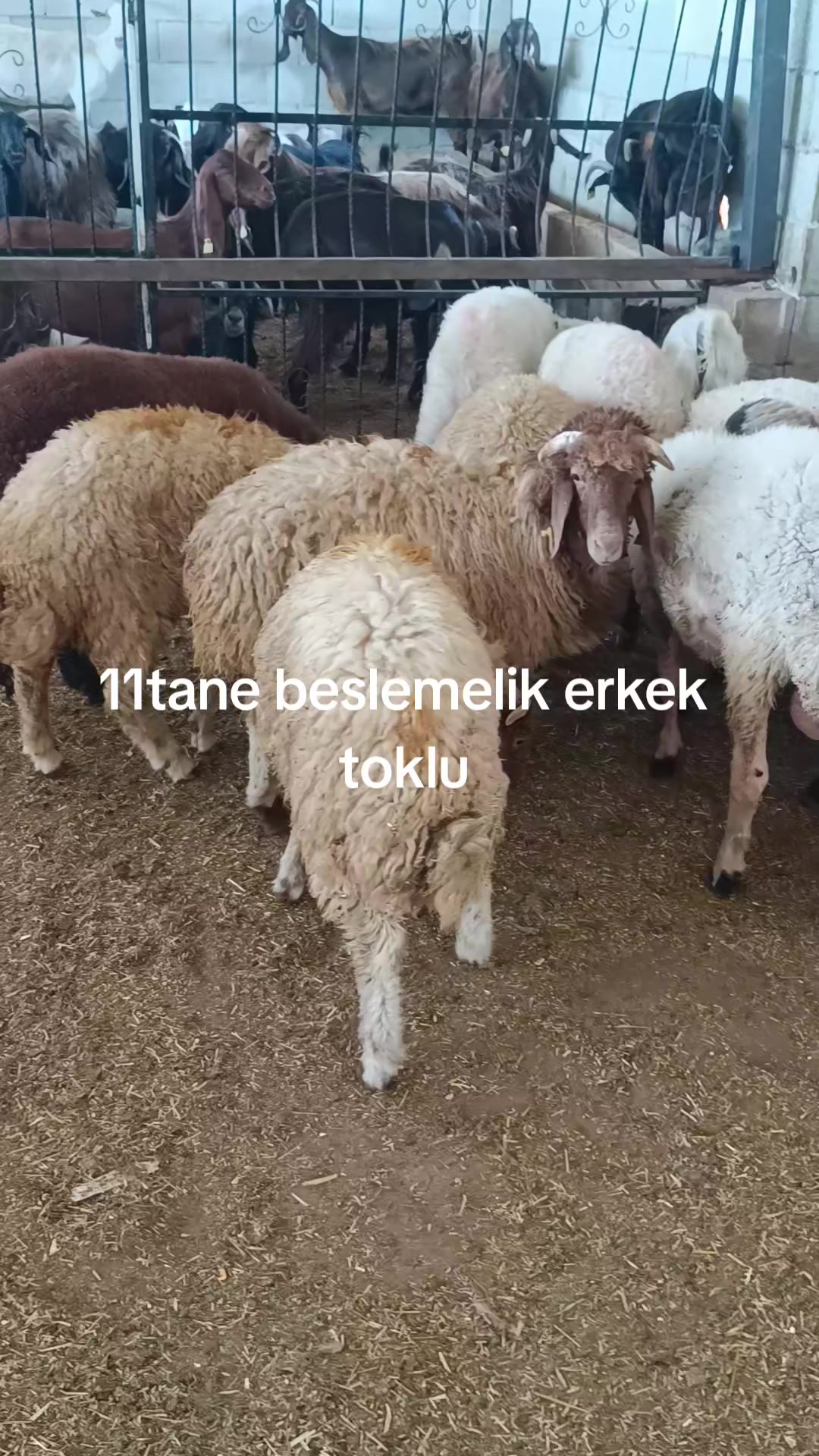 @Alp 🇹🇷🤘🐺27