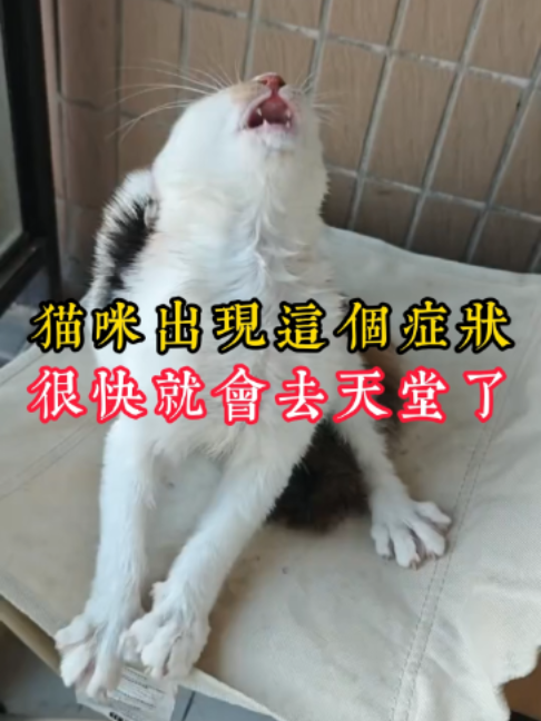@catology