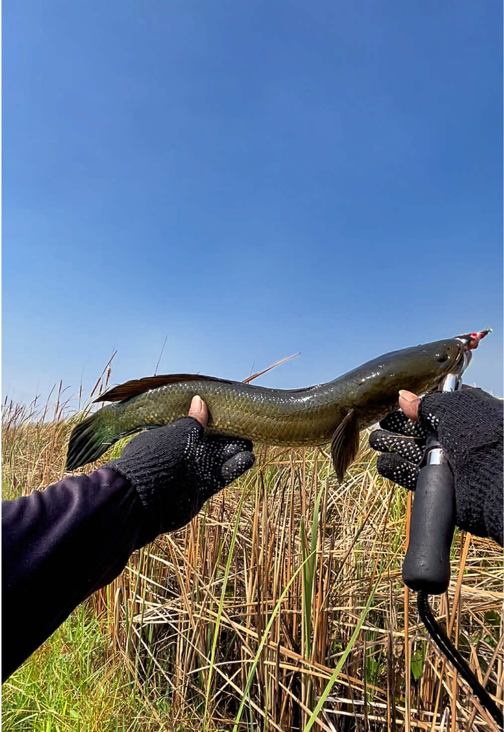 @MAFIA FISHING