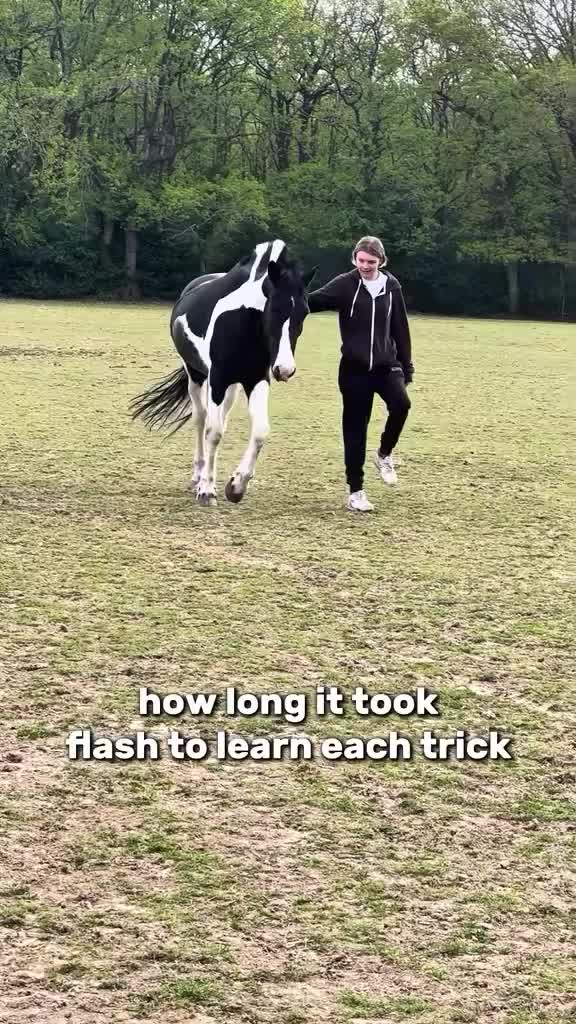 @horse 🐎