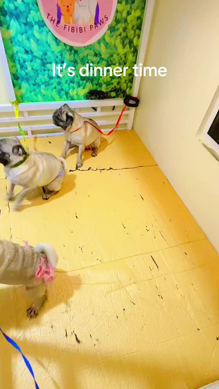 @The Fibibi Paws- Pet Sitting
