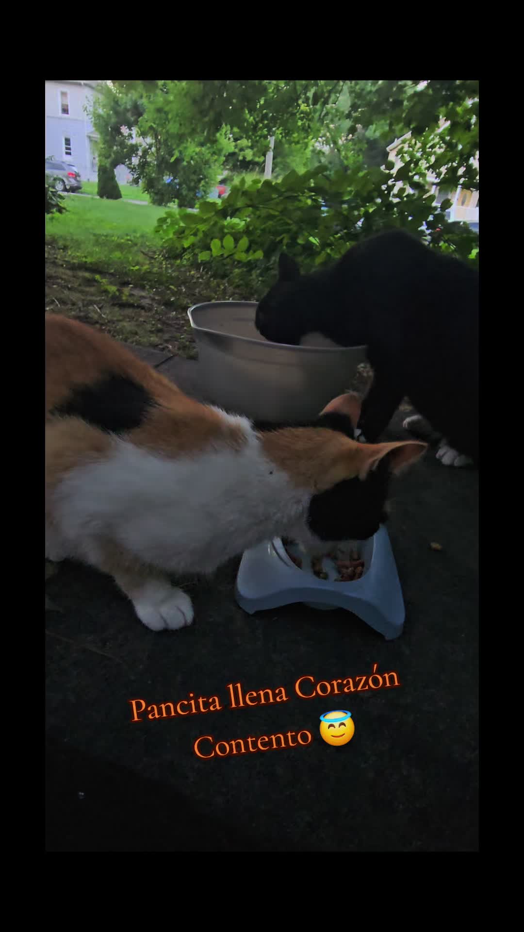 @🇲🇽Guli.Carrada 🐈⬛