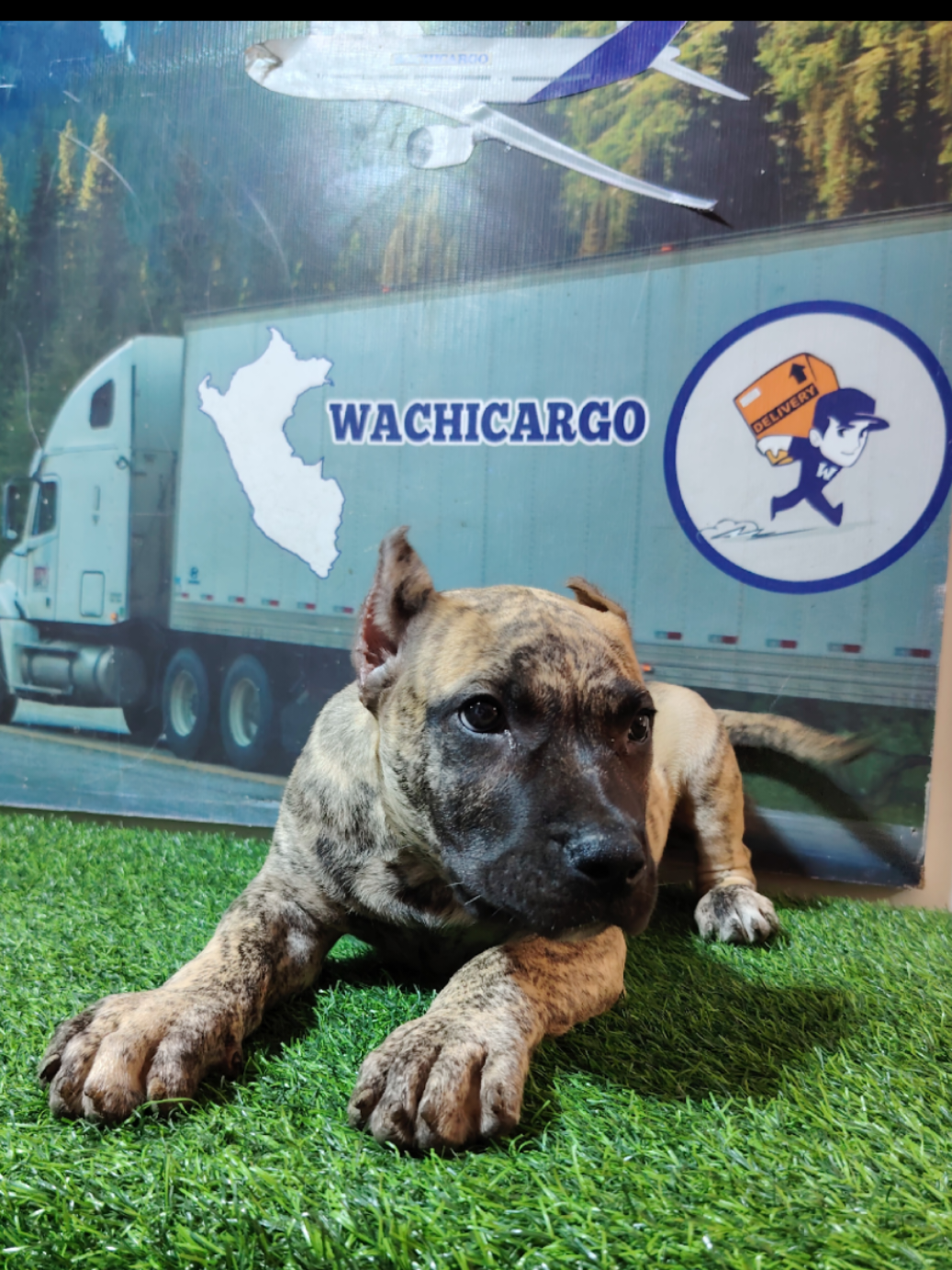 @WACHICARGO Pets