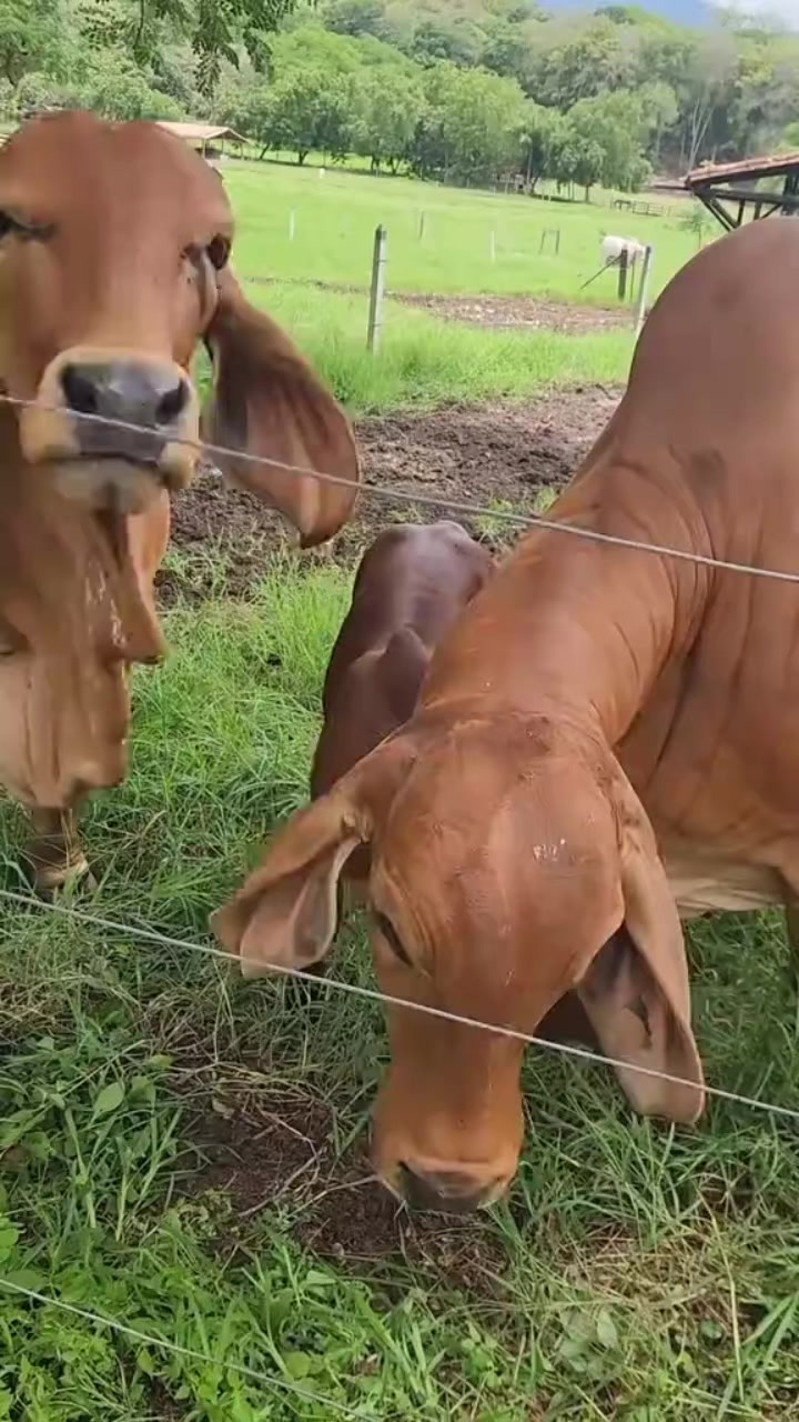 @KENYA FARM NAIVASH 0737434484