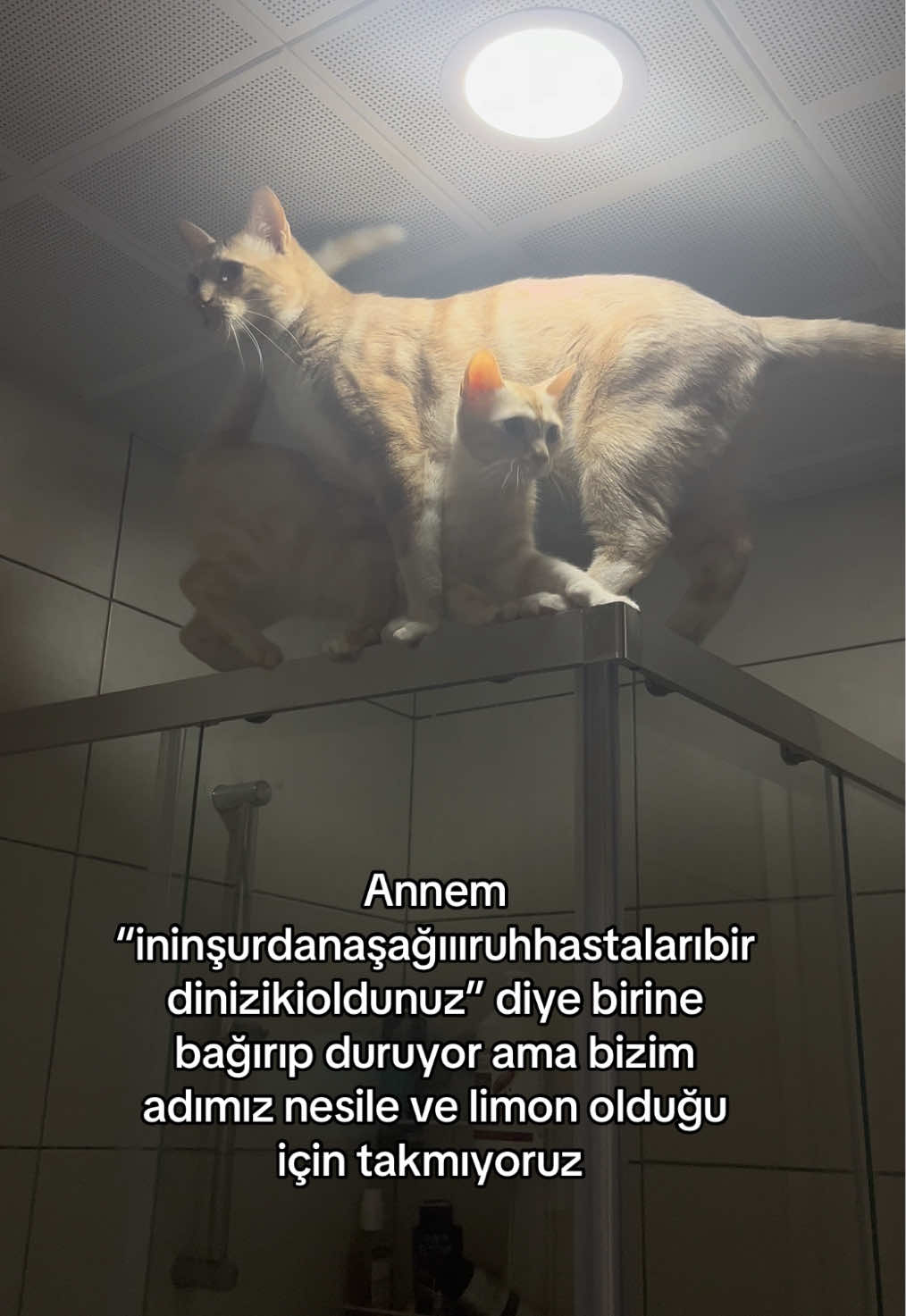 @Beyza🐾