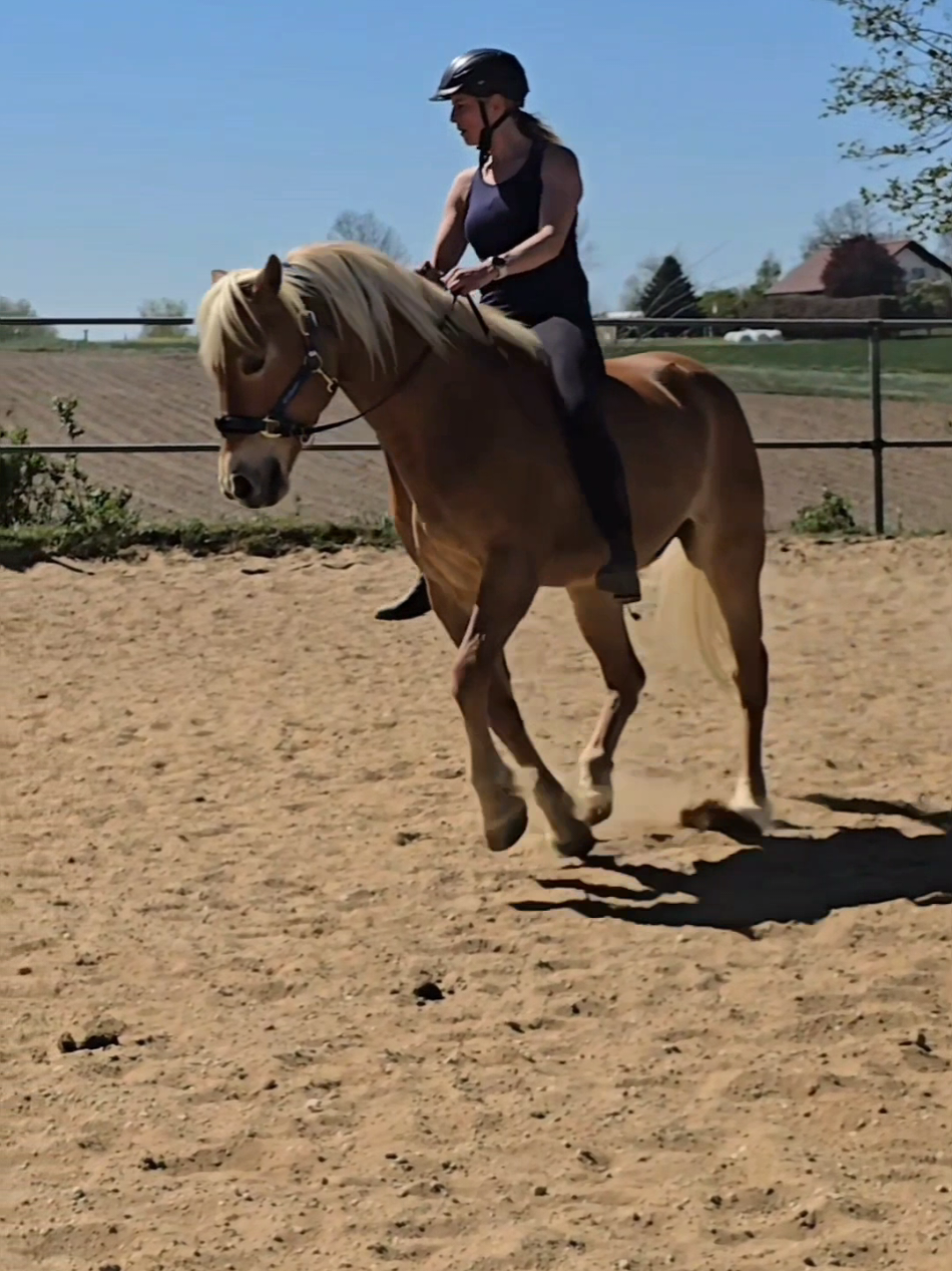 @Dreamhorse_Edelbluthaflinger
