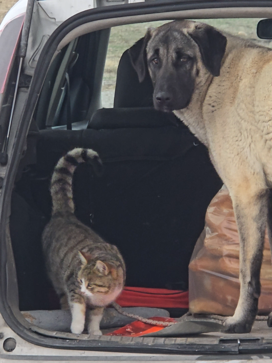 @Anatolian Shepherd Dog
