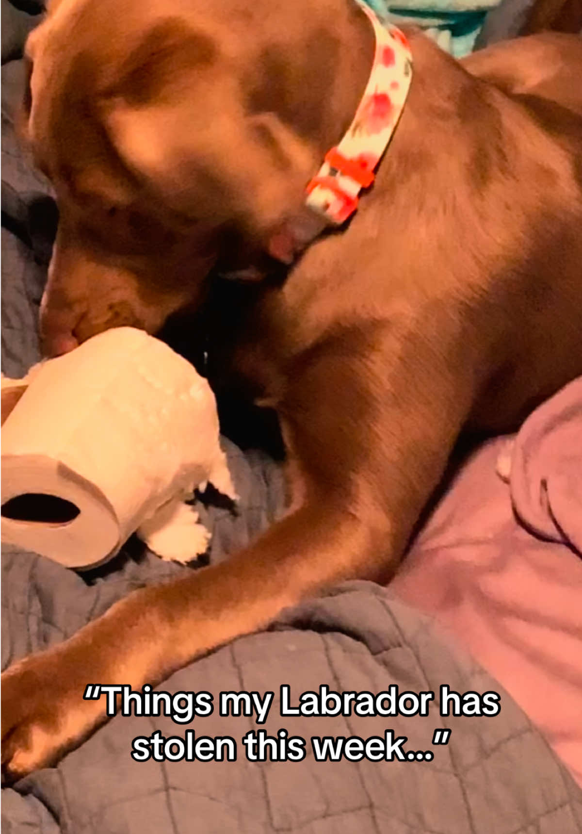 @Misty&rsquo;s🐾Dog Mom