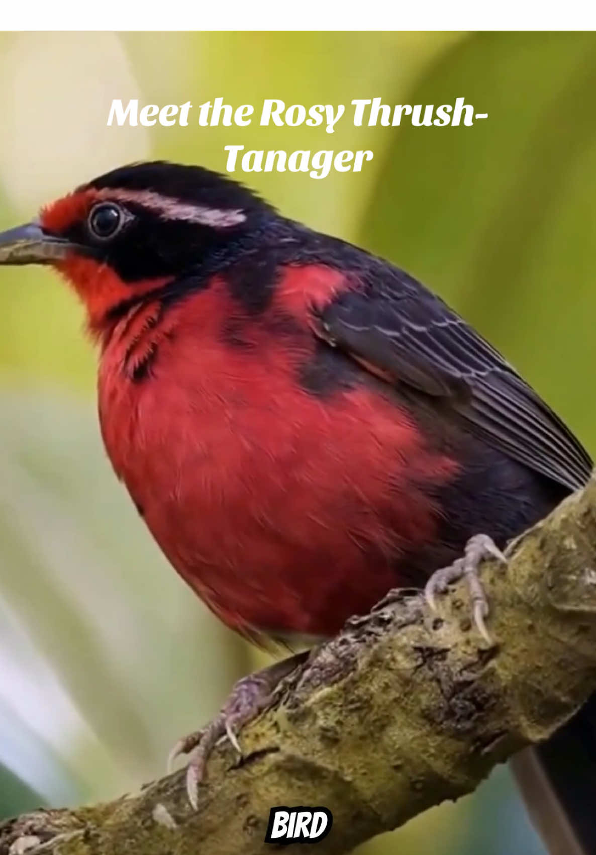 @Unique Bird Facts