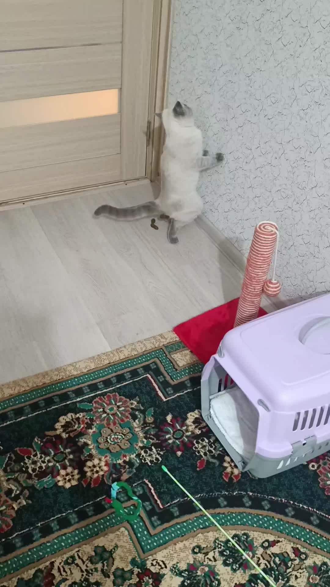 @твоя мама
