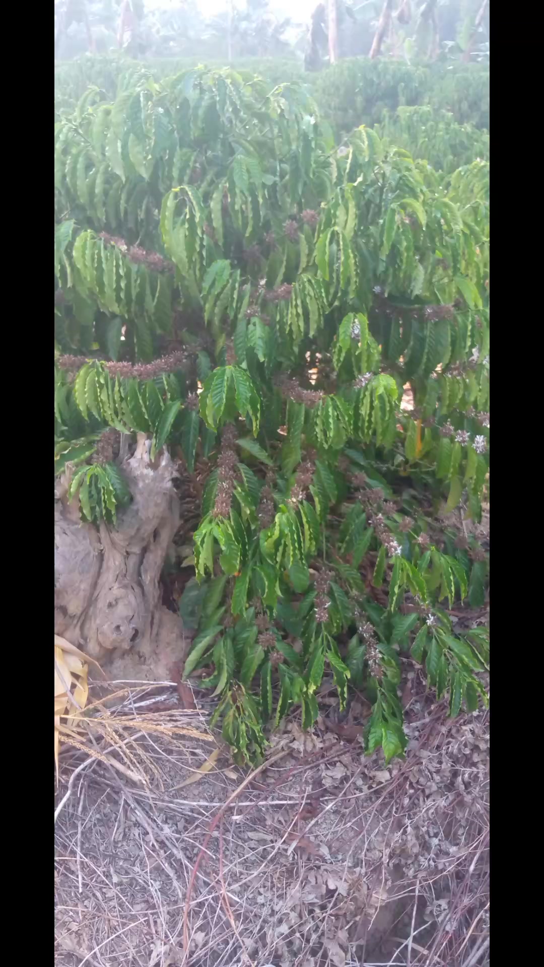 @Paskale
