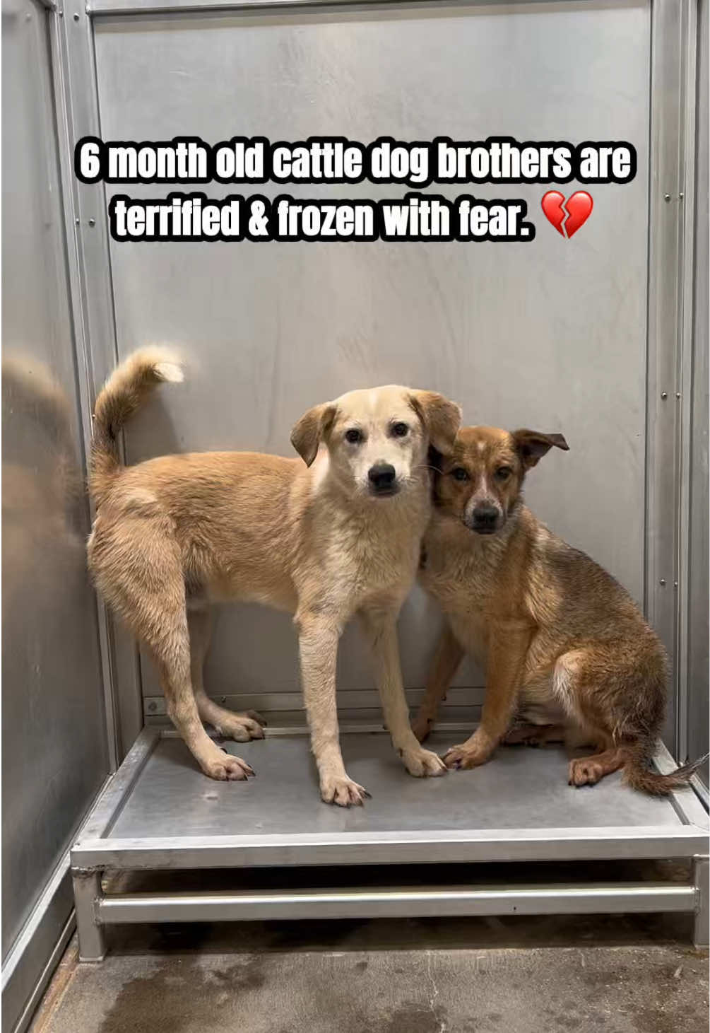 @The Dogs Need Our Help