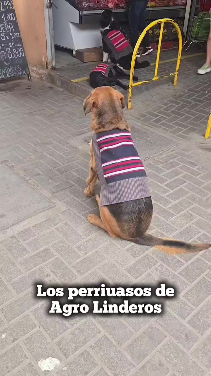 @Arica es Bacán