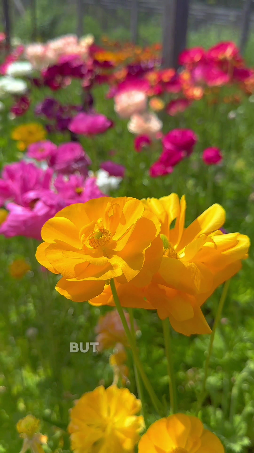 @Filoli