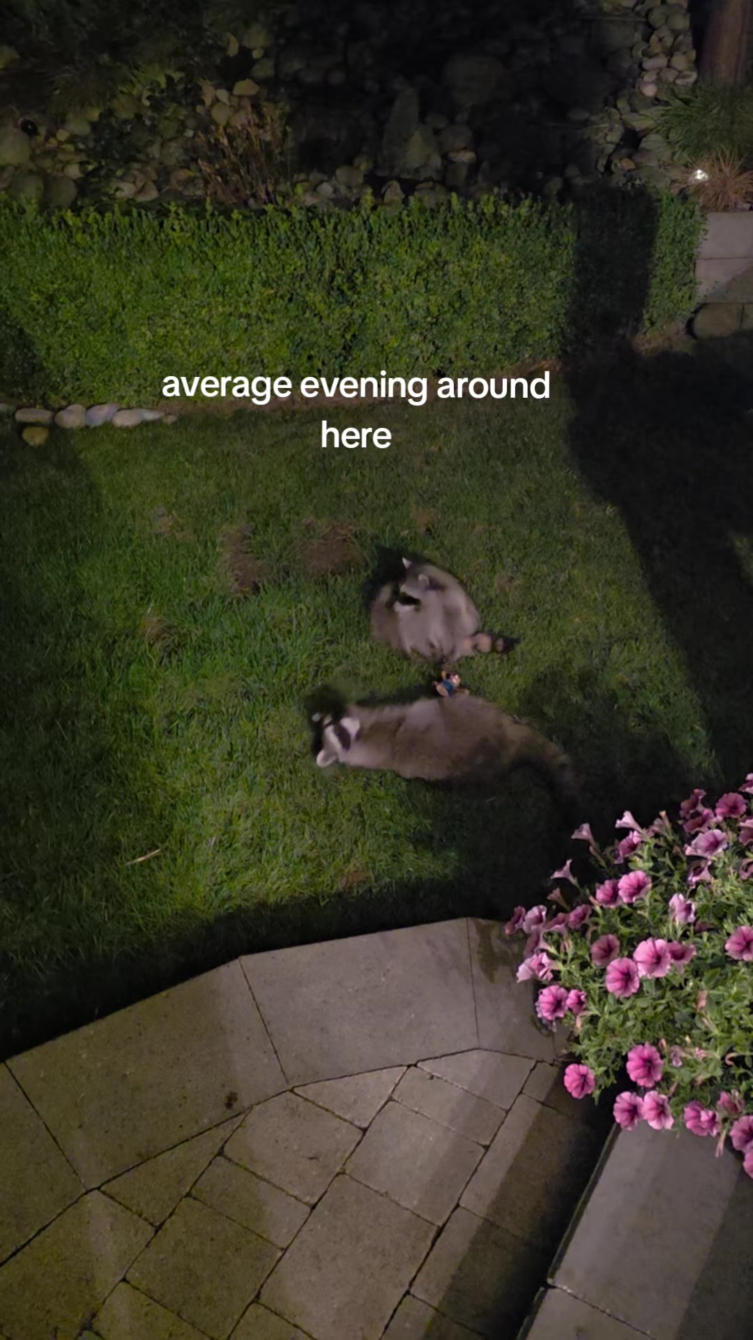 @Raccoon Drive Thru