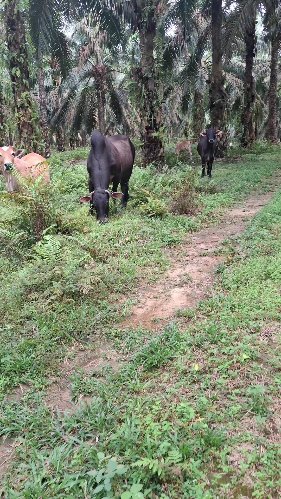 @Adzi BRAHMAN GROUP 447