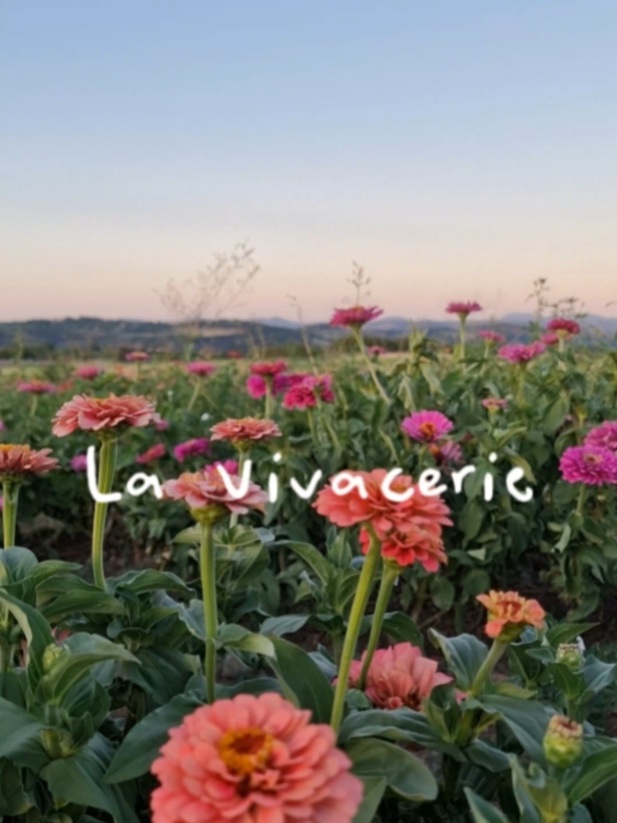 @La Vivacerie