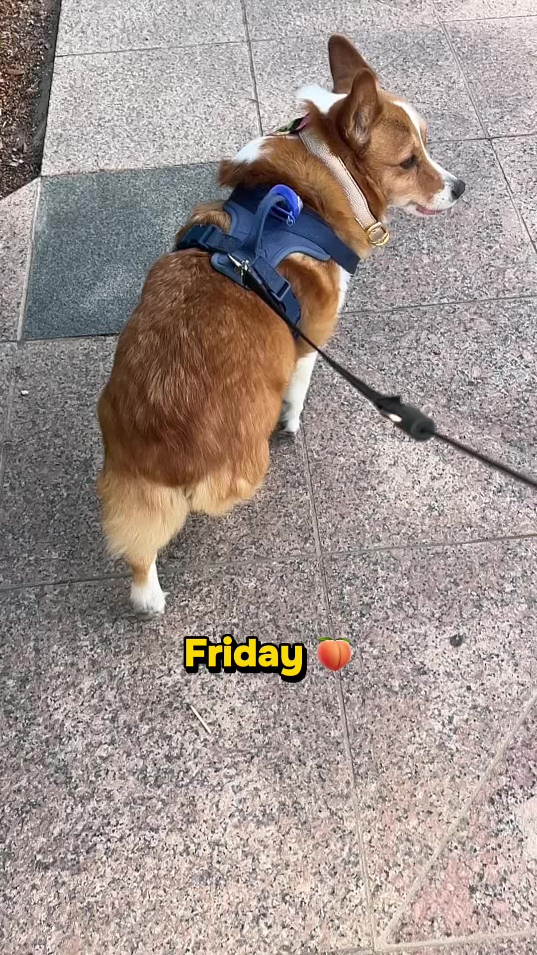 @bumi_the_corgi
