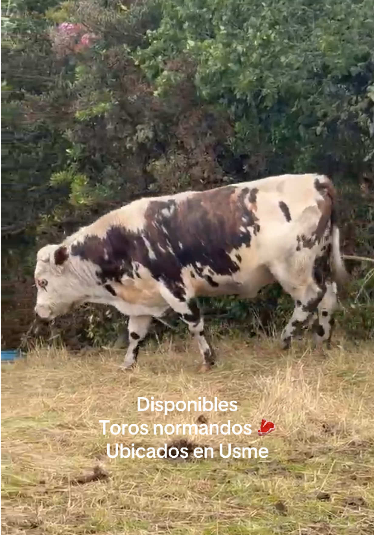 @Ganaderia San Jose 🐄