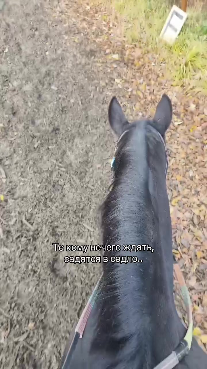 @♰котёнок♰