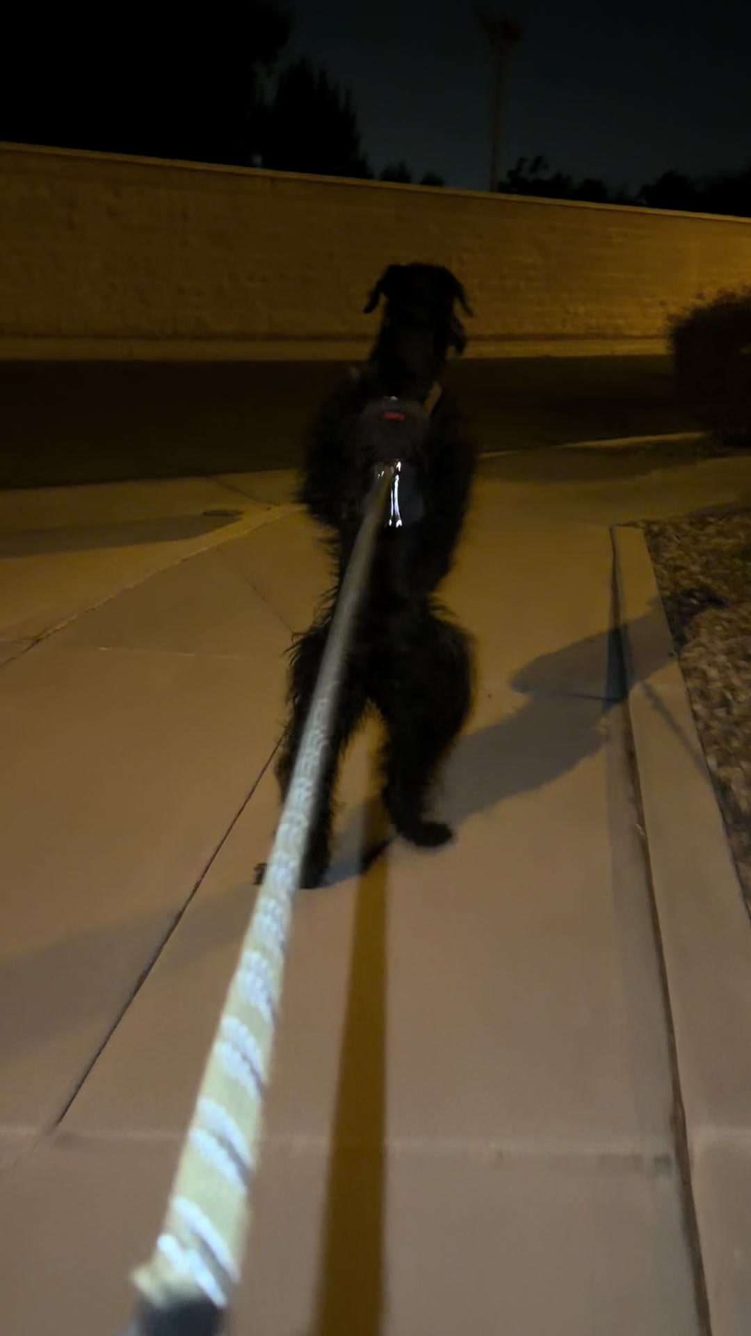 @Fiona Walks