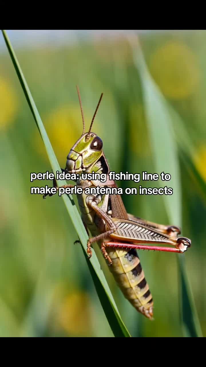 @AdamsPerlerCreations