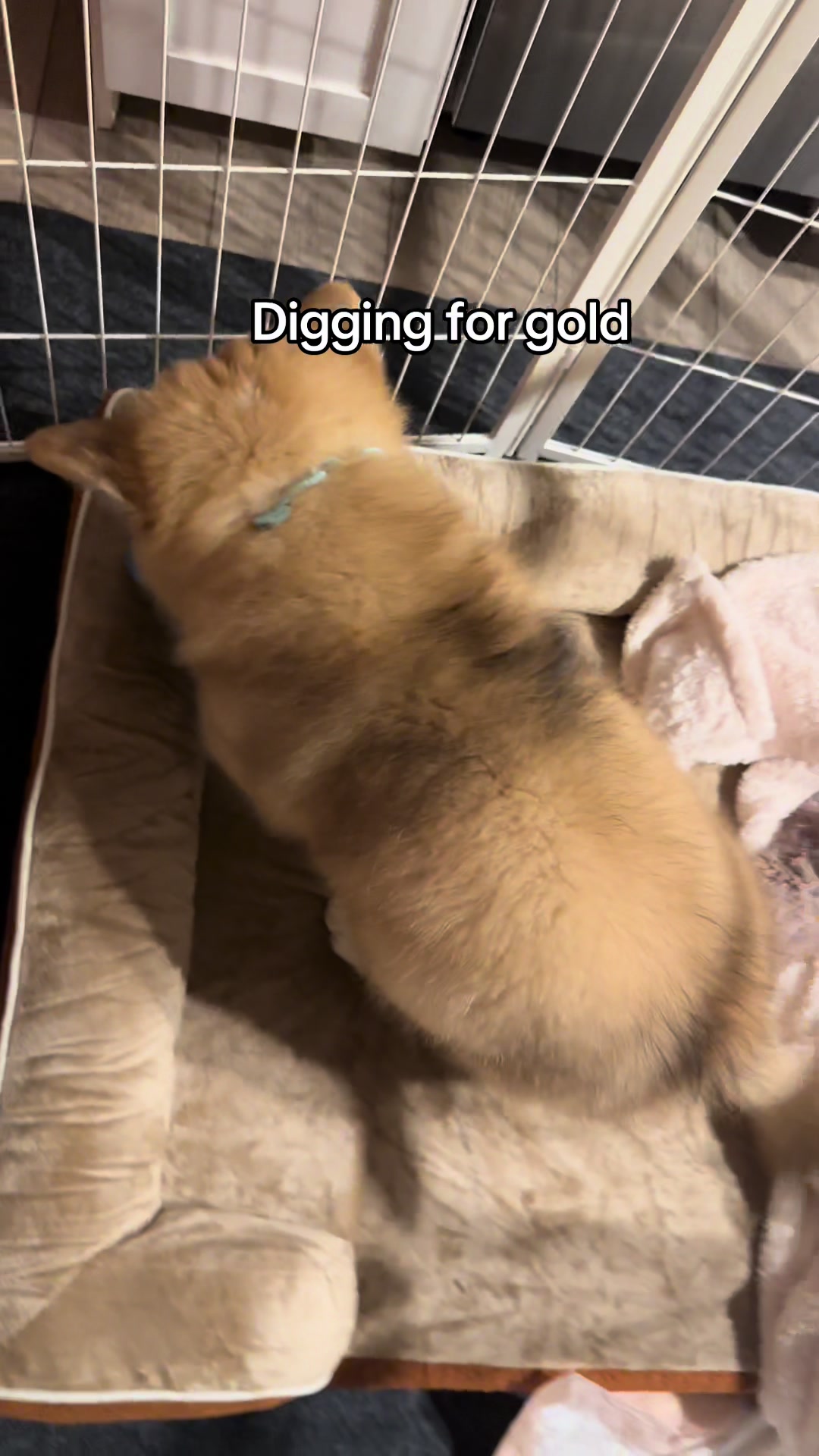 @apollothecorgimute