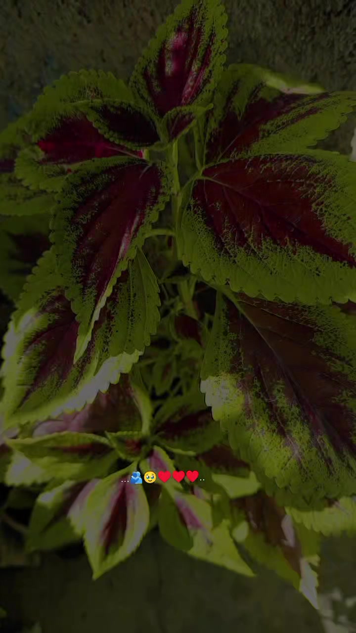 @𓆩𝑨𝑫𝑳𝑩𝑰𝑯💚Wآدلـــبية𓆪