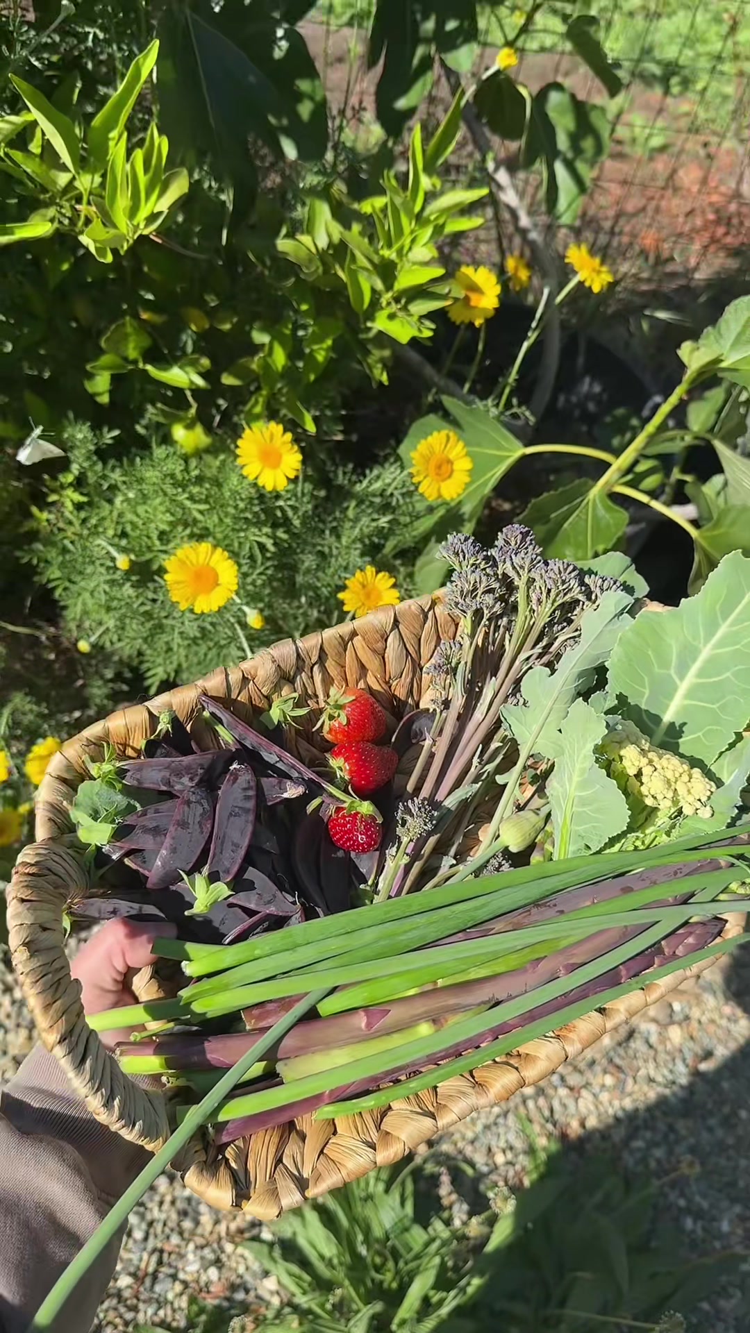 @Gardening&ensp;with&ensp;Tara