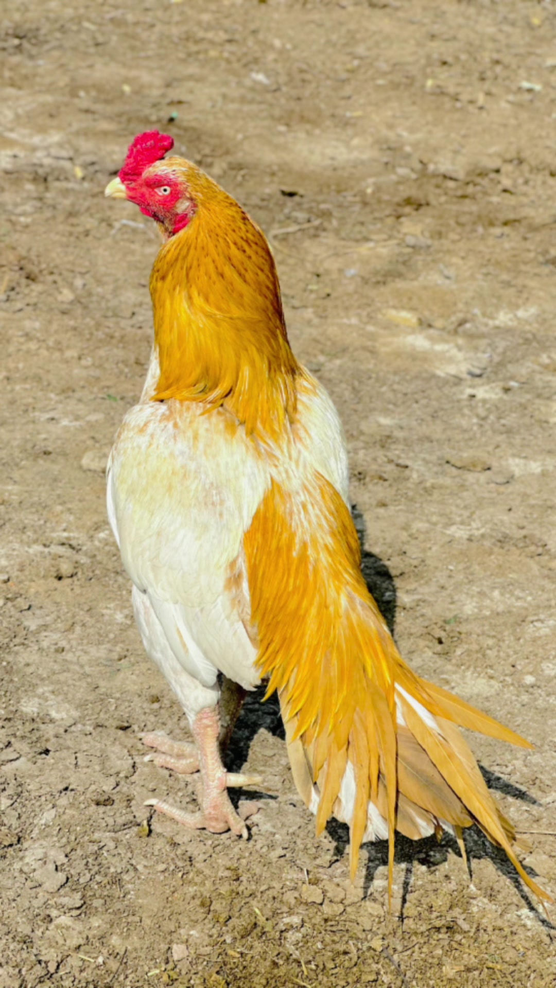 @علی خان اصیل