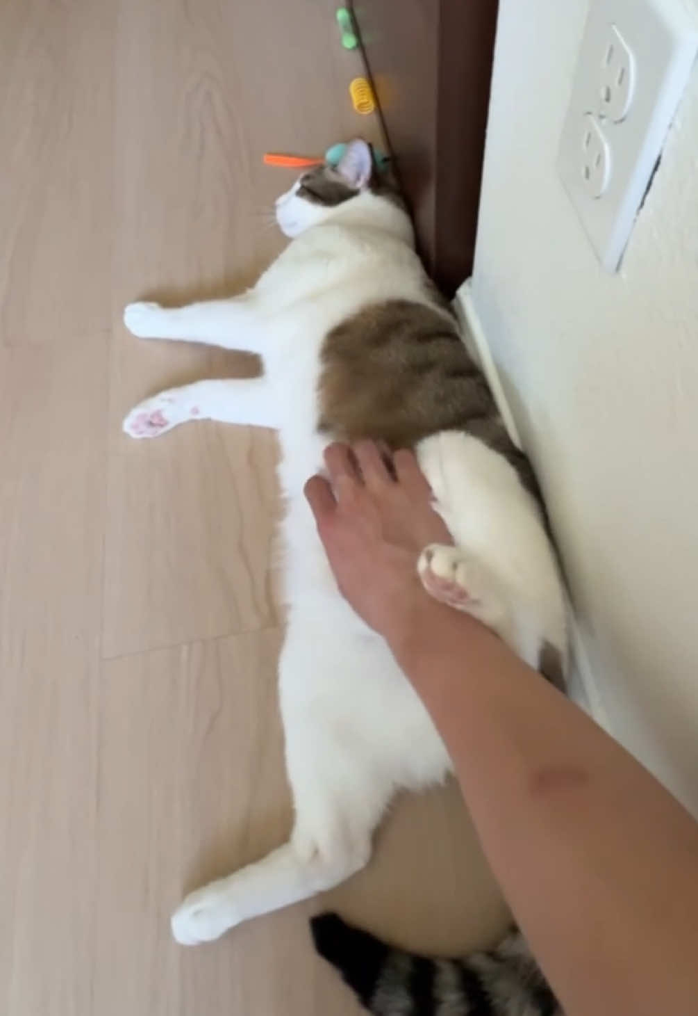 @Mimi Wawa Meow