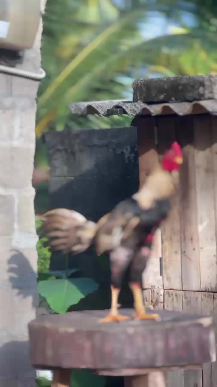 @𝑺𝑯𝑨𝑫𝑶𝑾 ,𝑺