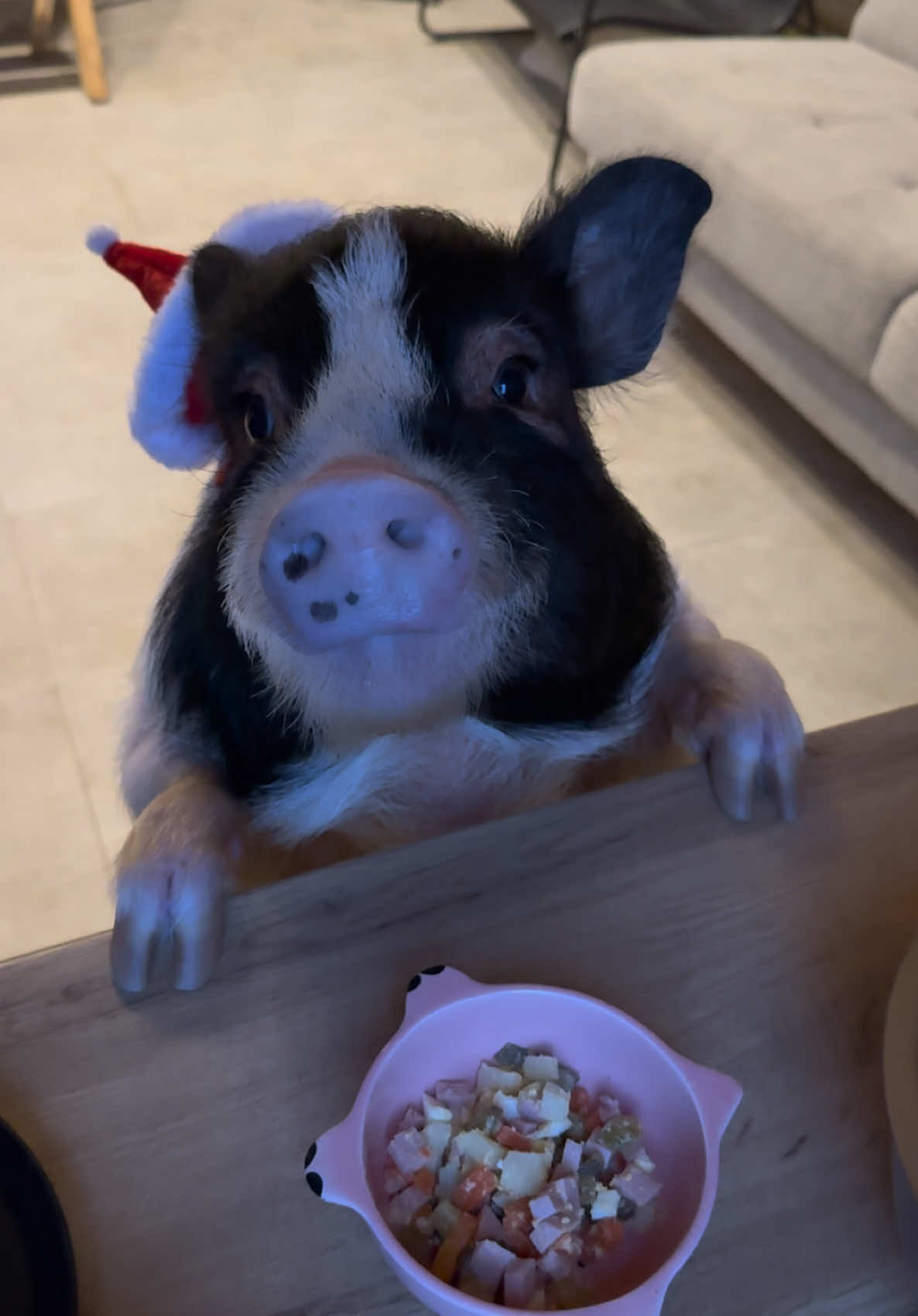 @Olivka pig