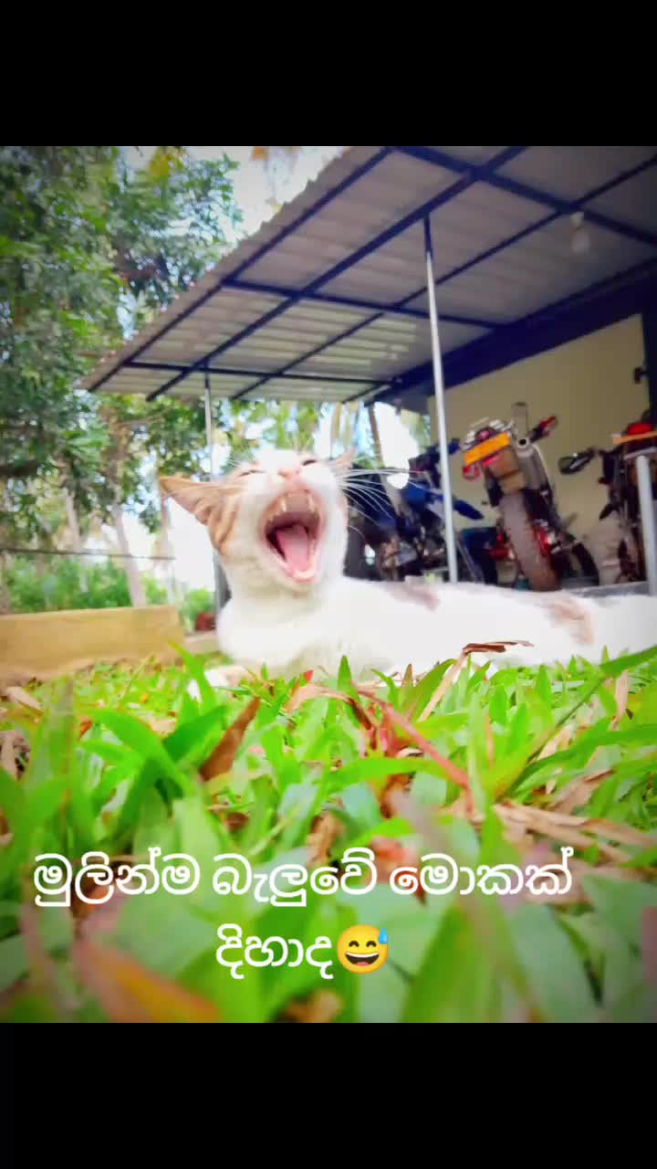 @< SASI >