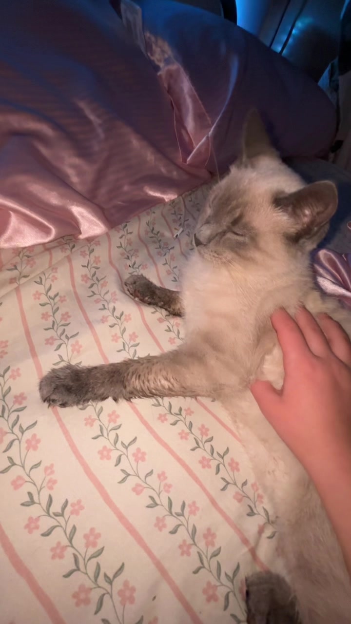 @Smokey the kitty😼
