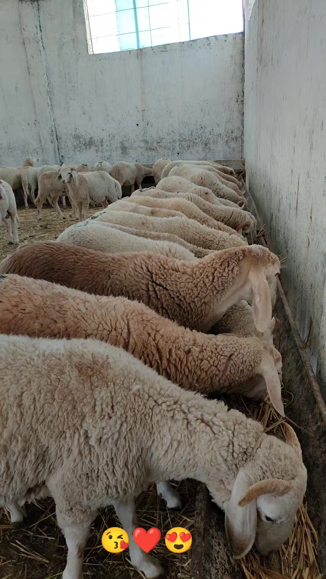 @طبيب بيطري و أفتخر