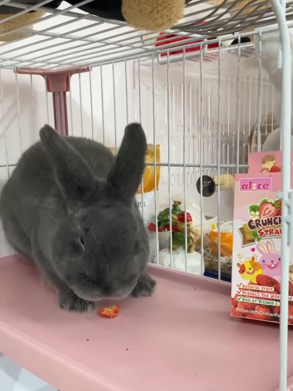 @Pet for Life