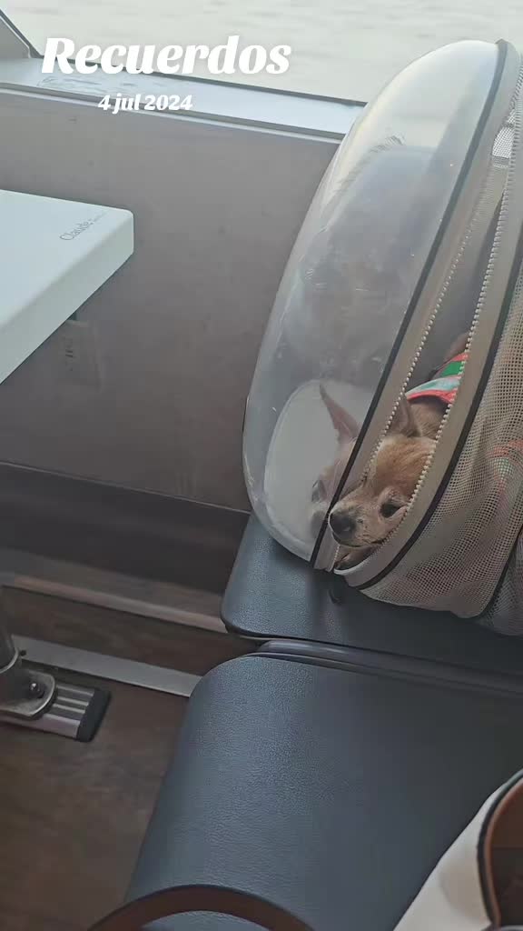 @Tiny Chihuahuas