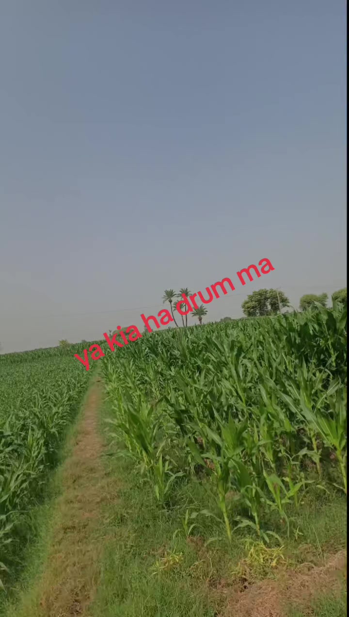 @shabbirjan143