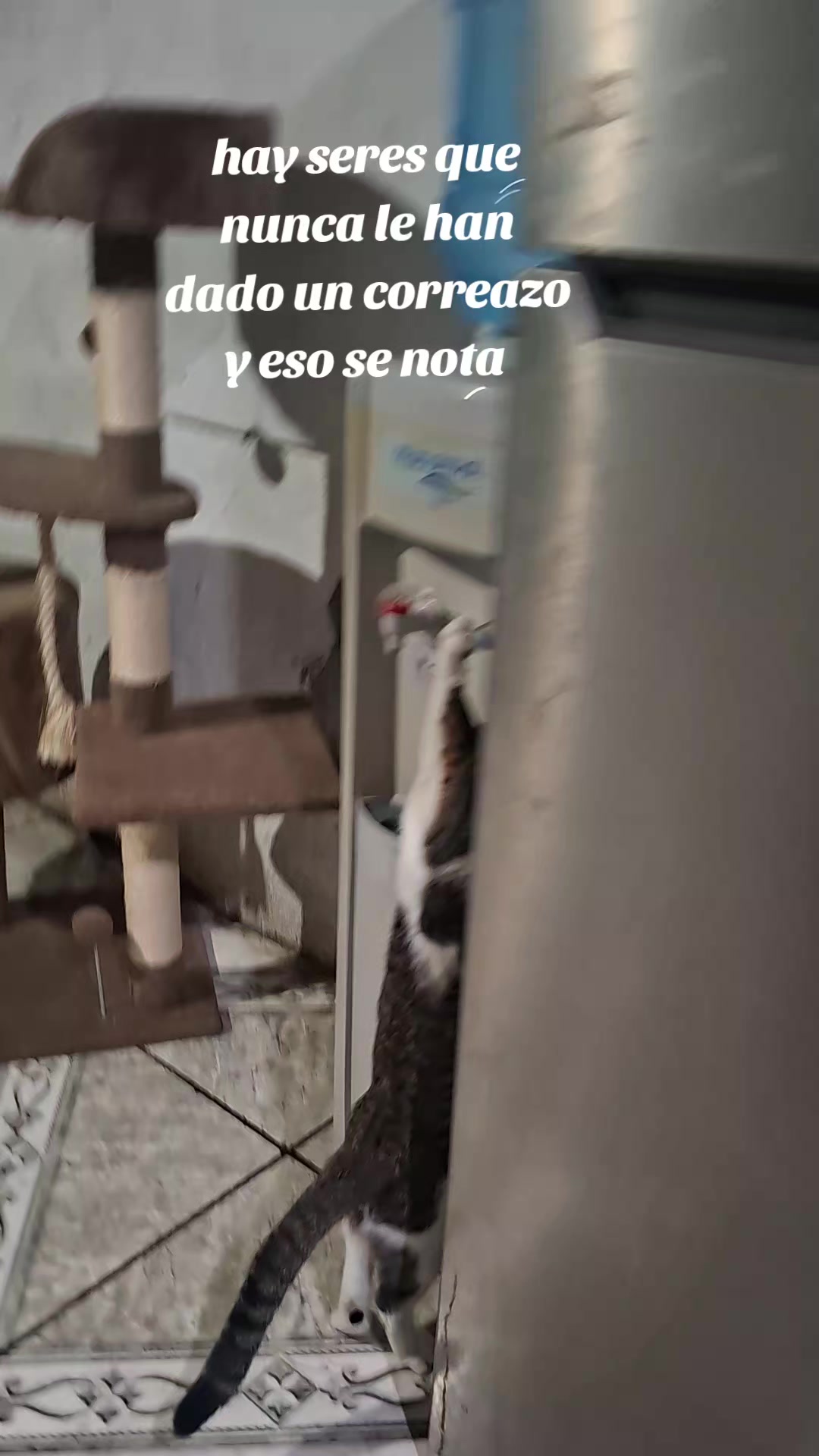 @carolinarojasdvaldes