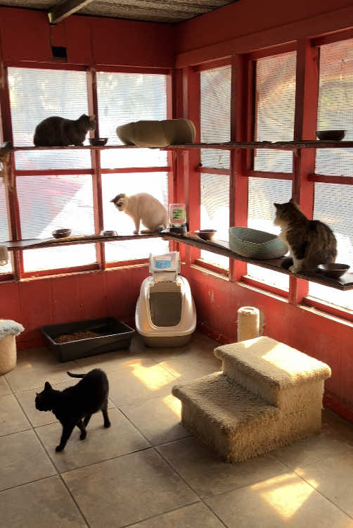 @Adoptacatinc